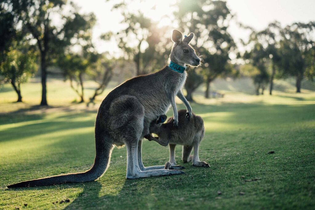 australia-1180394_1280