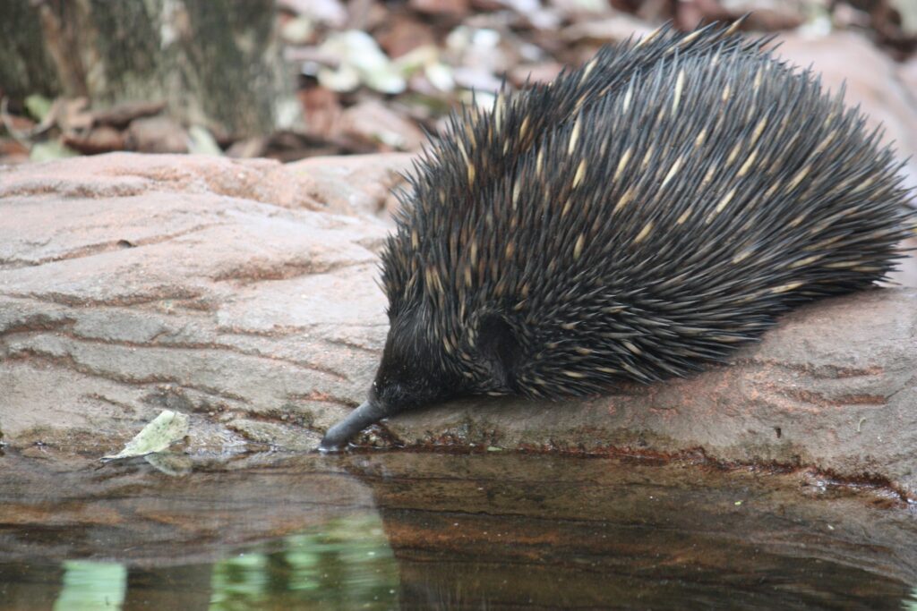 echidna-950006_1920
