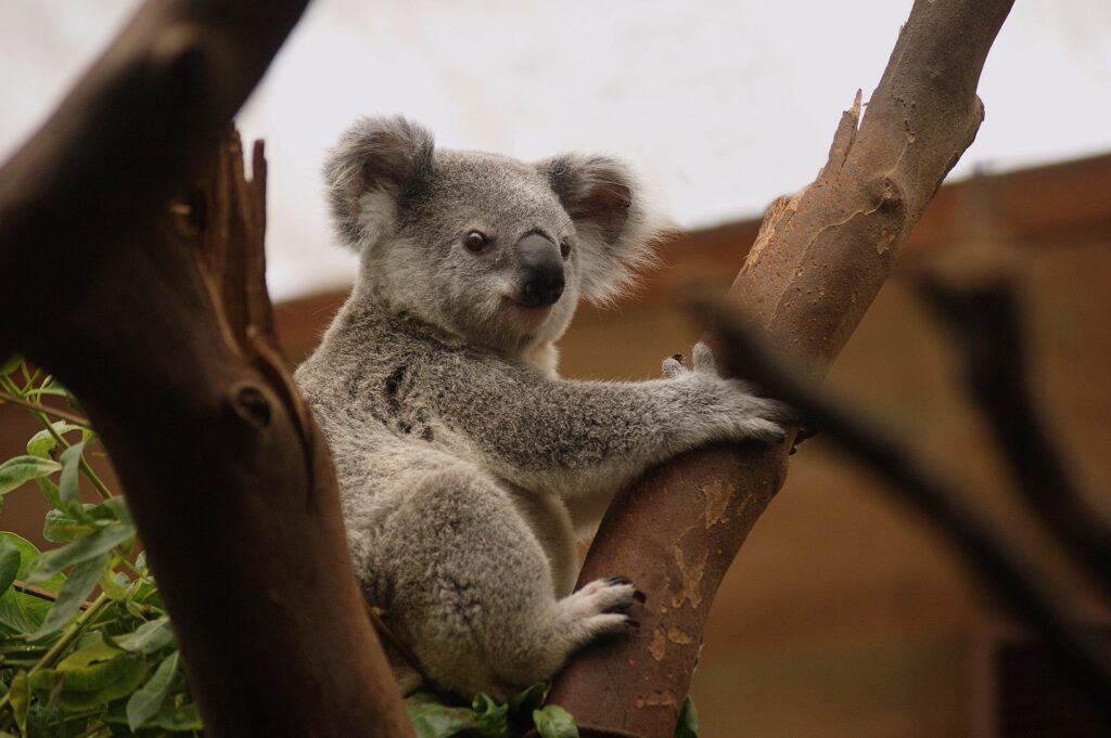 koala-3055832_1920kopia